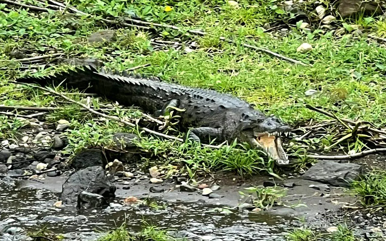 Morelet's crocodile resting near water in Panama.