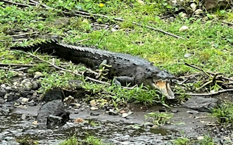 Morelet's crocodile resting near water in Panama.