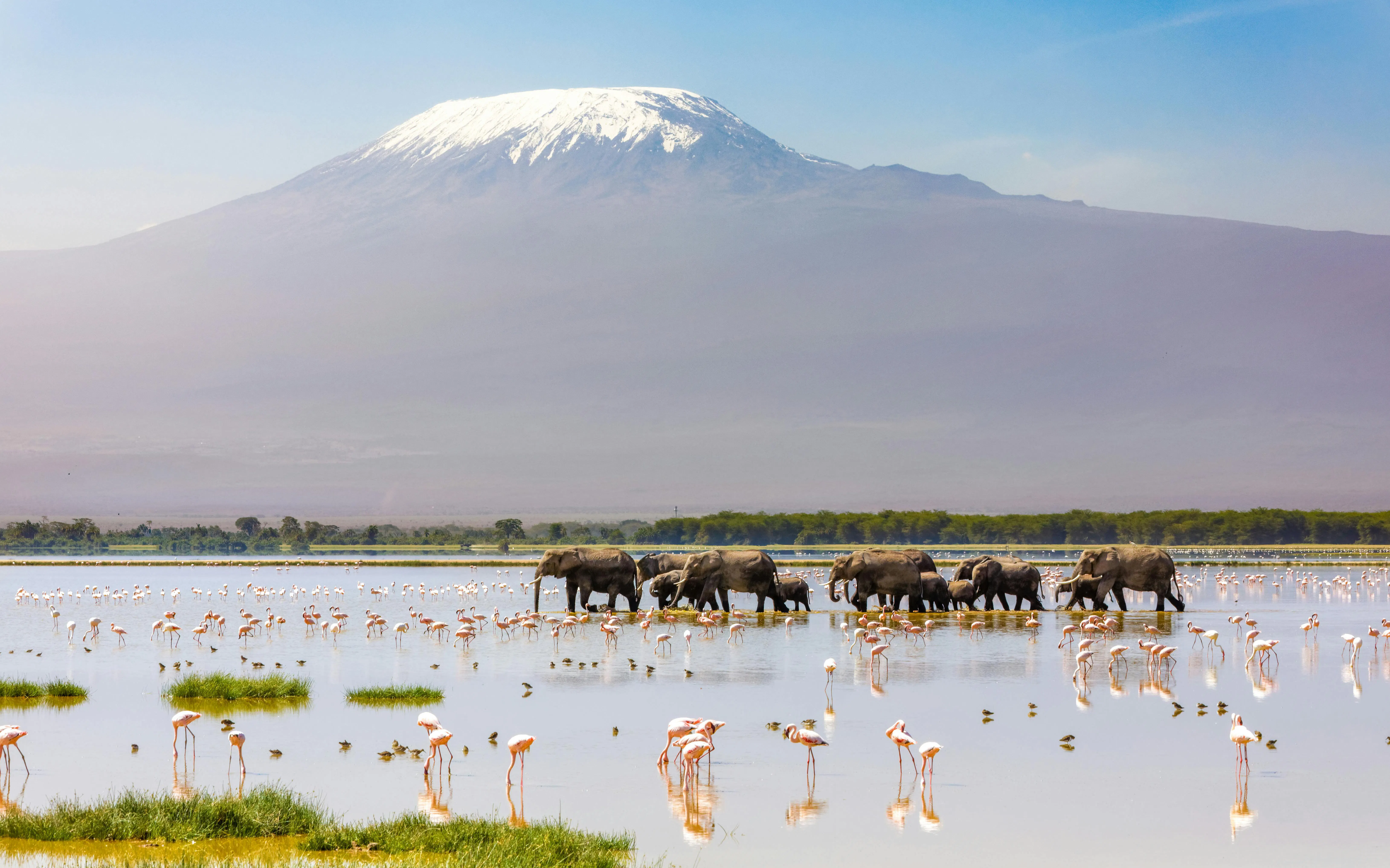 Elephants walking with flamingos in front of Mount Kilimanjaro, Amboseli National Park, Kenya.