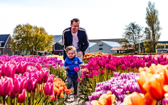 Father and child walking through vibrant tulip field at sunset in Amsterdam.