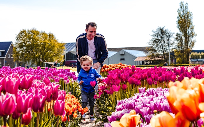 Father and child walking through vibrant tulip field at sunset in Amsterdam.