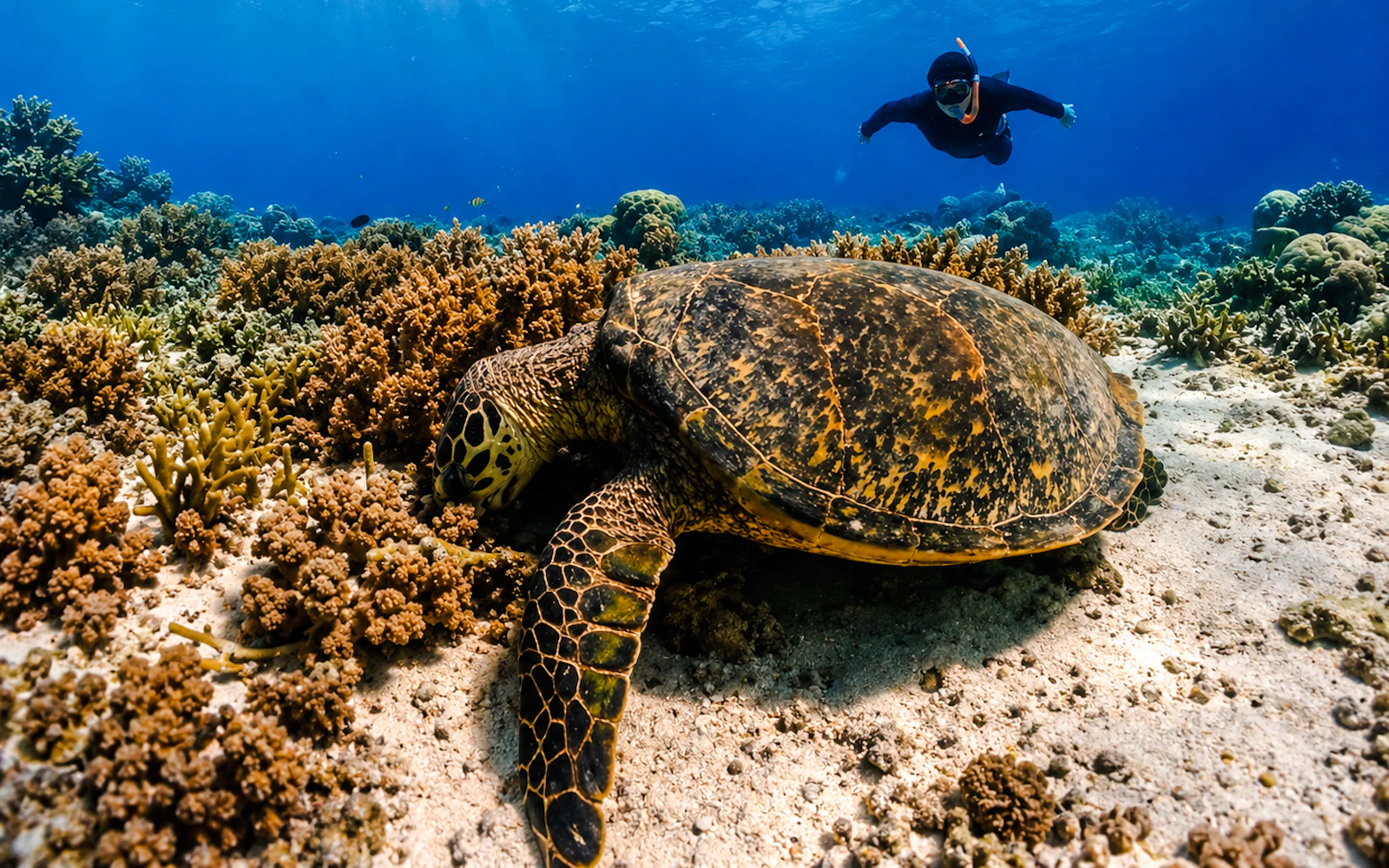 Gili Trawangan Private Glass-Bottom Boat Snorkeling Tour to Gili Meno Image 3