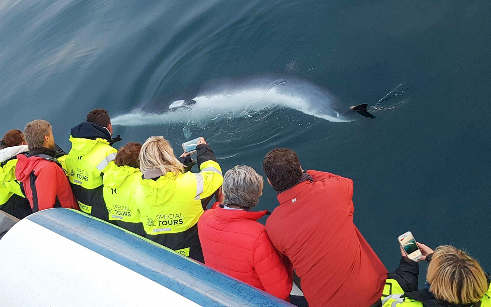 Whale fluke on the Akureyri Whale watching tour in Iceland viewed from tour boat