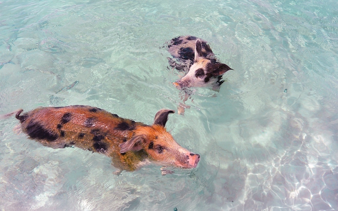 Pigs swimming in clear water at Rose Island, Nassau, Bahamas.