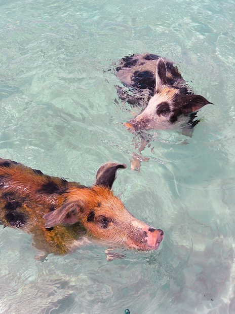 Pigs swimming in clear water at Rose Island, Nassau, Bahamas.