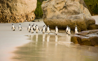 African penguins walking on Boulders Beach, Cape Town.
