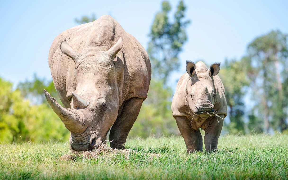 Rhinoceros and calf grazing at Australia Zoo.