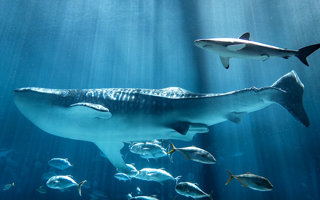 Whale shark swimming with fish at Georgia Aquarium.