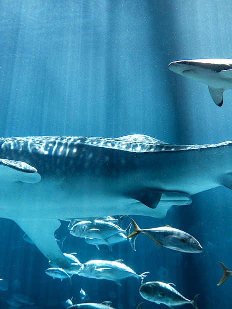 Whale shark swimming with fish at Georgia Aquarium.