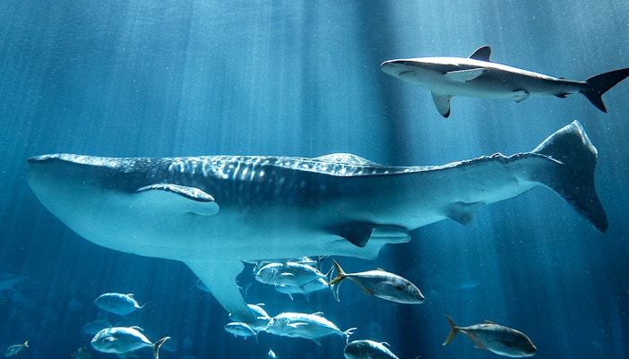 whale shark swimming in an aquarium
