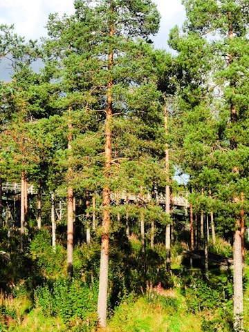 Boardwalk winding through dense forest at Ranua Zoo, Finland.