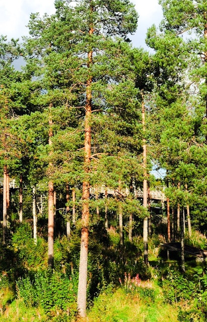 Boardwalk winding through dense forest at Ranua Zoo, Finland.
