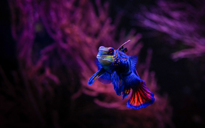 Mandarinfish in coral reef tank at Seville Aquarium.