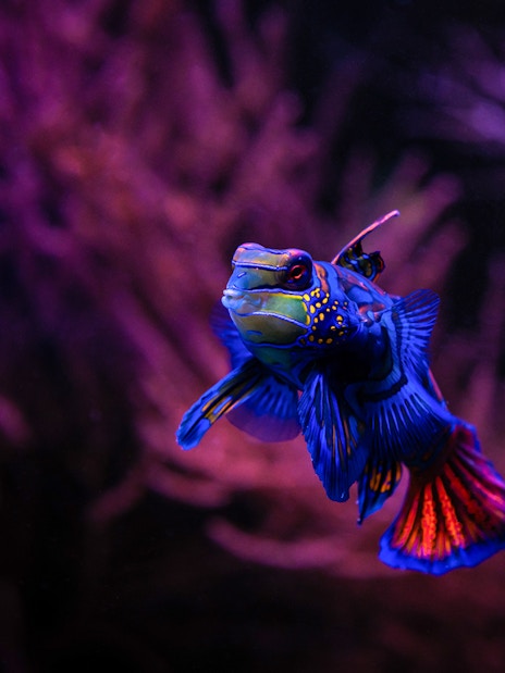 Mandarinfish in coral reef tank at Seville Aquarium.