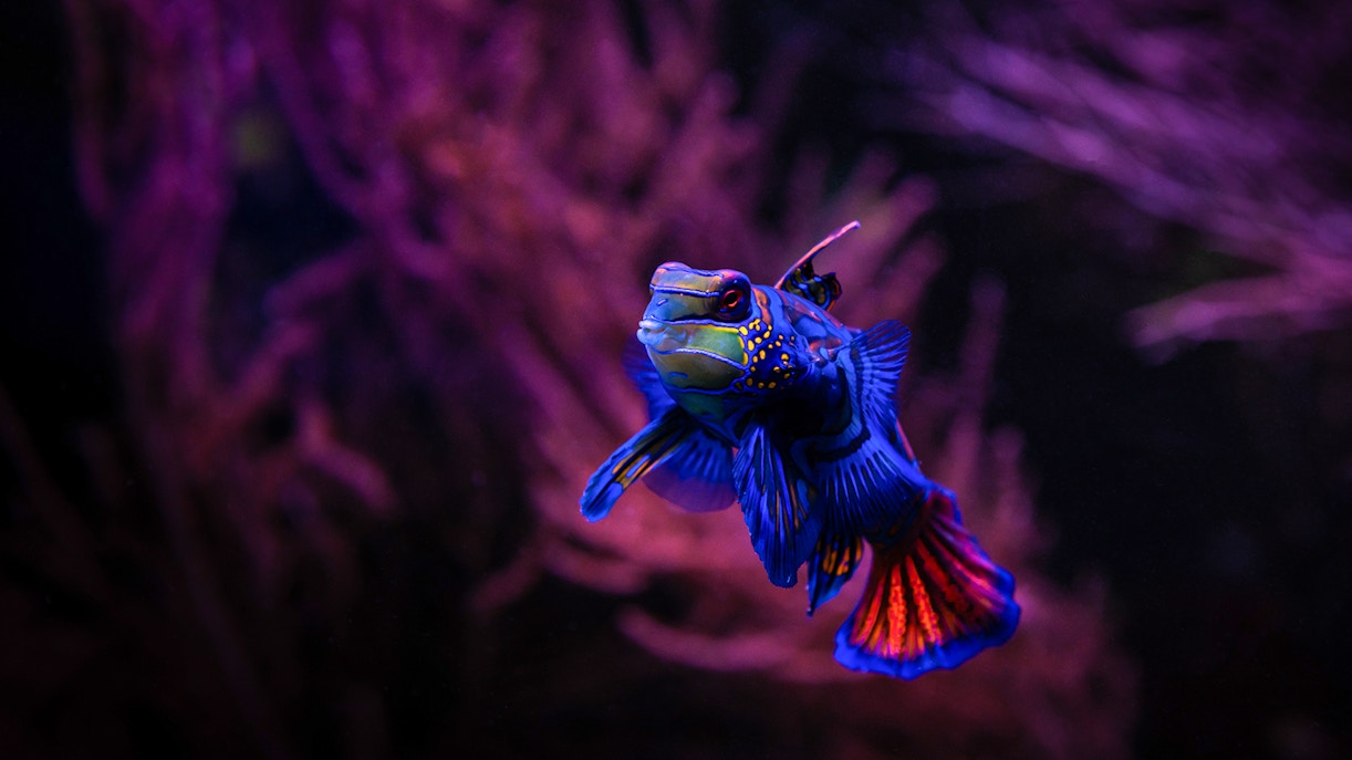 Experiências imperdíveis