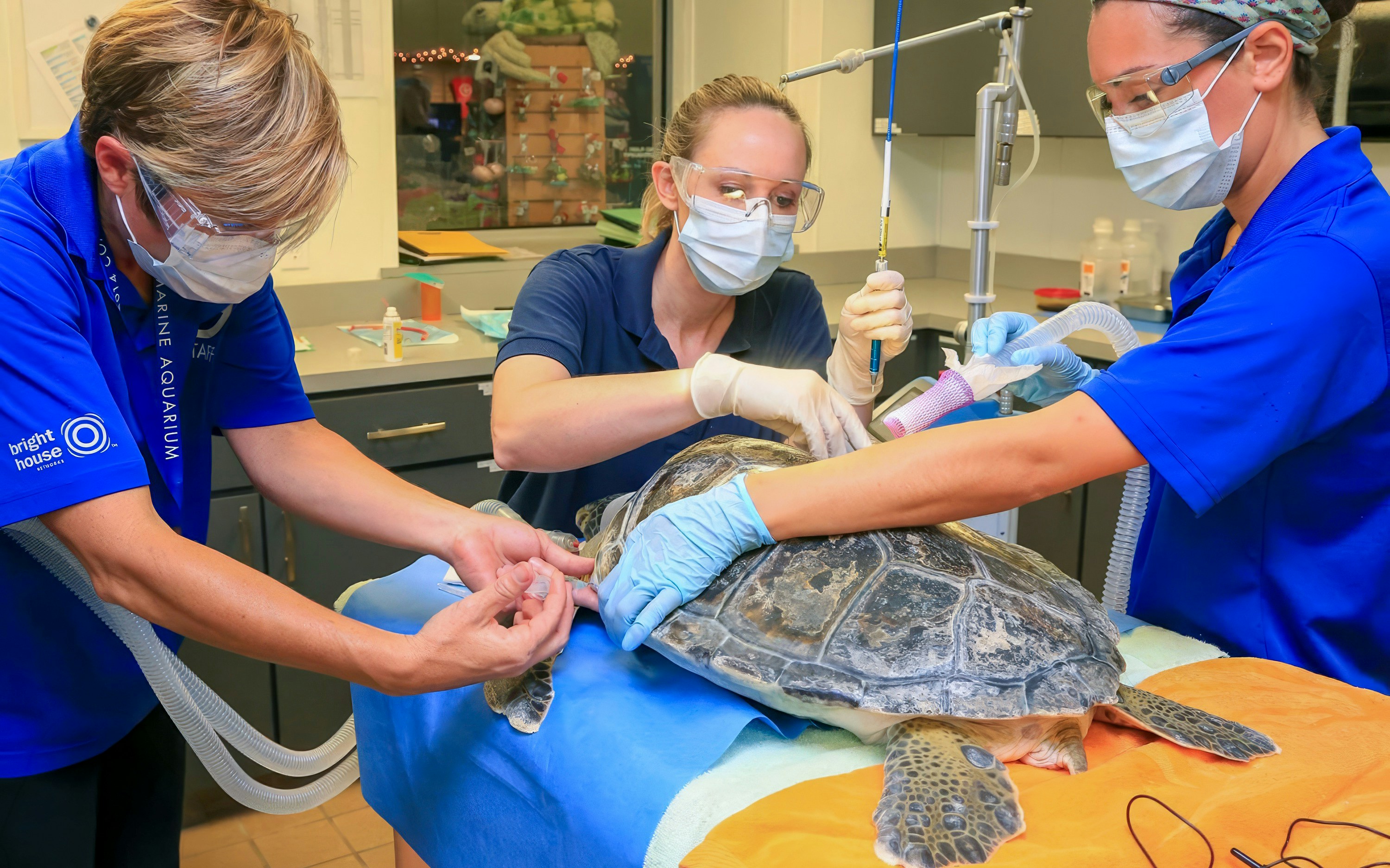 Veterinarians treating a sea turtle at Clearwater Marine Aquarium.