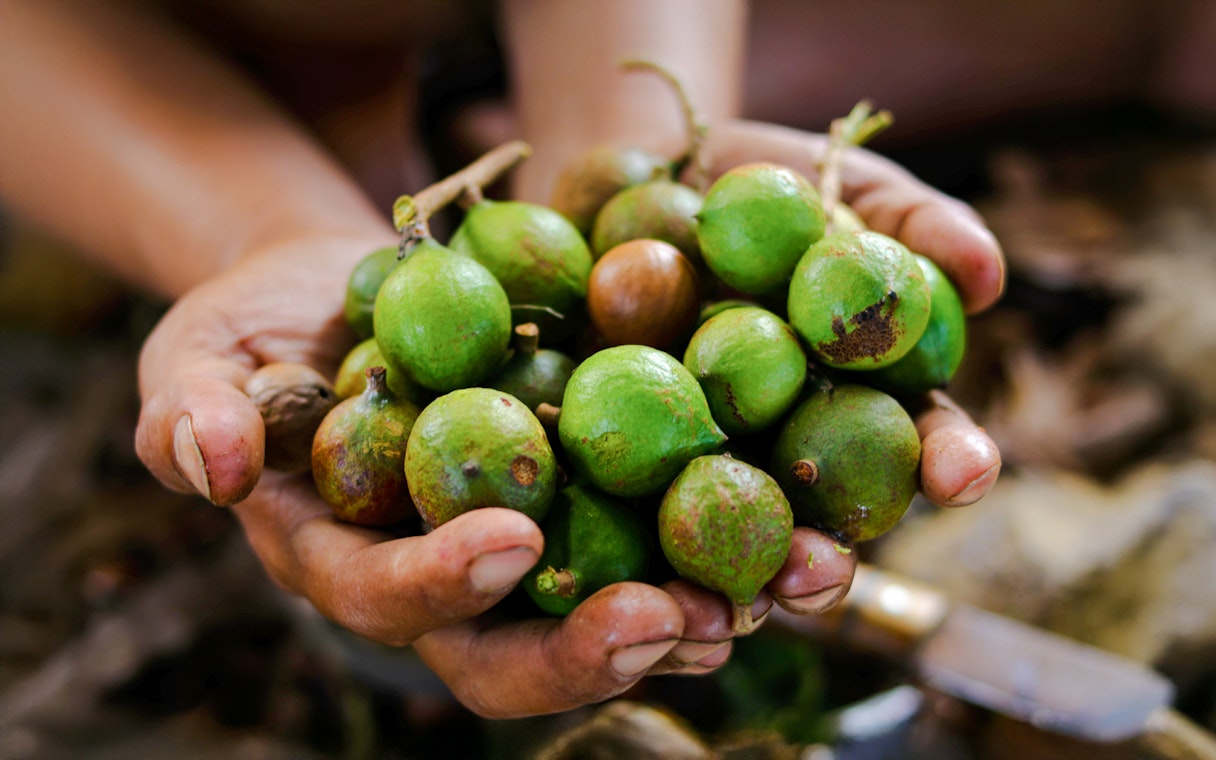 Hand holding fresh green macadamia nuts.