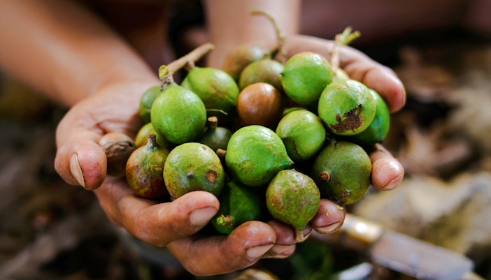 Hand holding fresh green macadamia nuts.