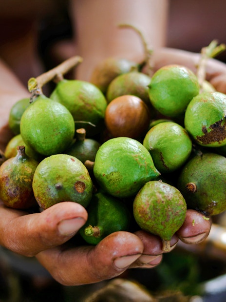 Hand holding fresh green macadamia nuts.