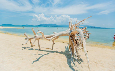 Dead tree on sandy beach at Koh Samui Pig Island with ocean and mountains in background.