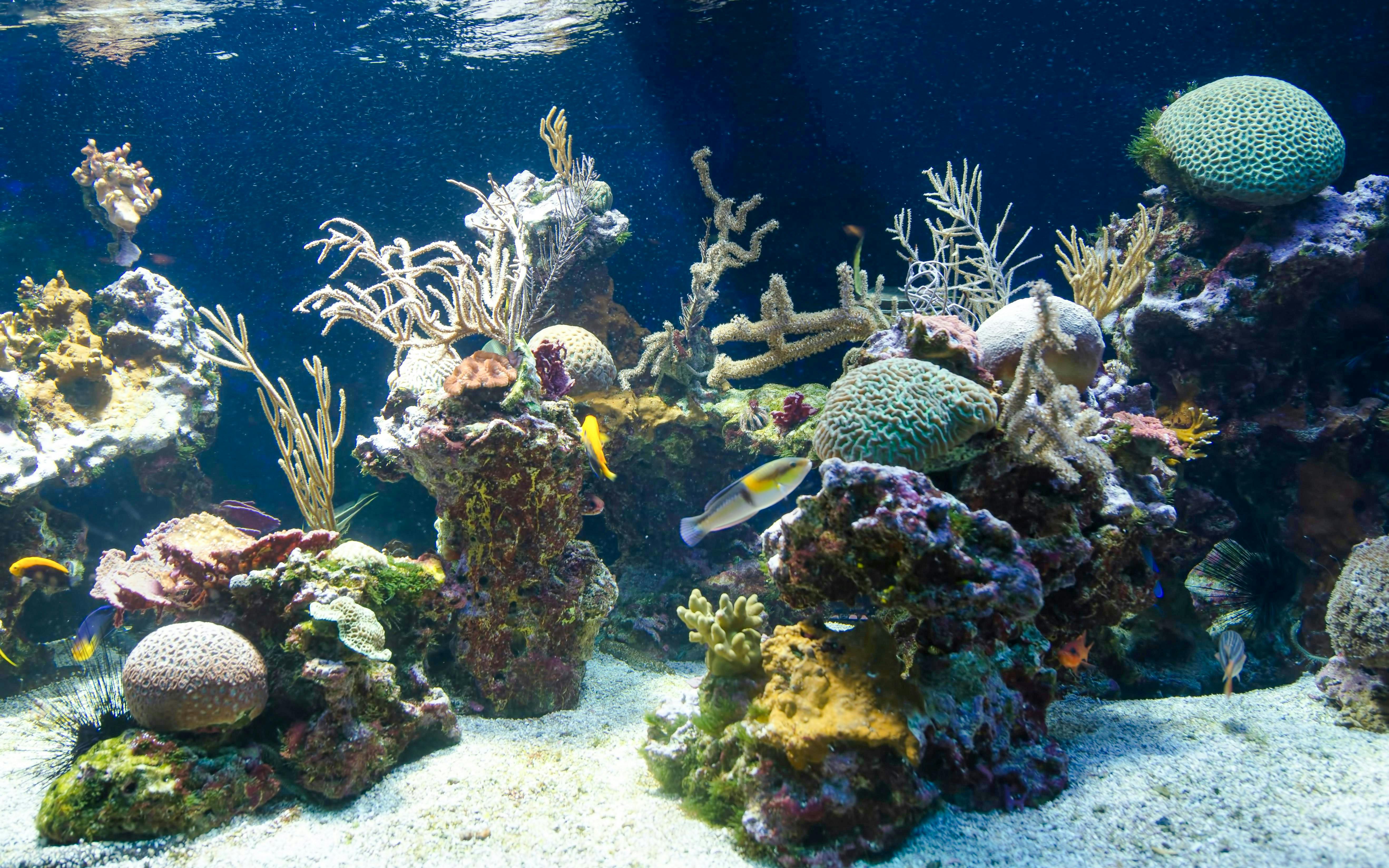 Colorful coral reef and fish in the Oceanographic Museum Monaco aquarium.
