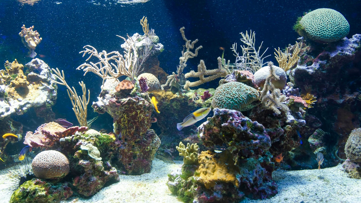 Colorful coral reef and fish in the Oceanographic Museum Monaco aquarium.