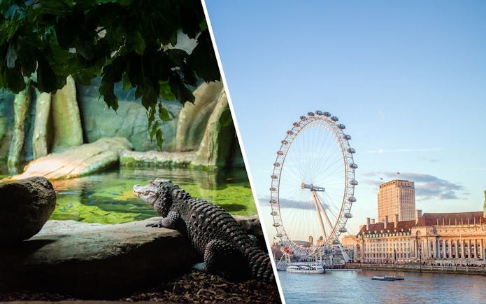 Crocodile at London Zoo and view of the London Eye on the Thames.