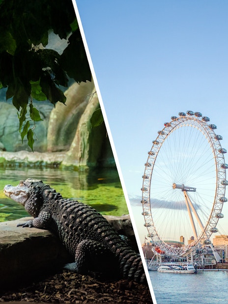 Crocodile at London Zoo and view of the London Eye on the Thames.