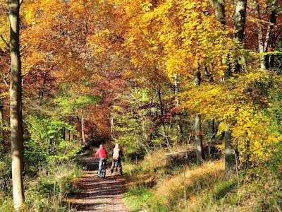 Wendover Woods