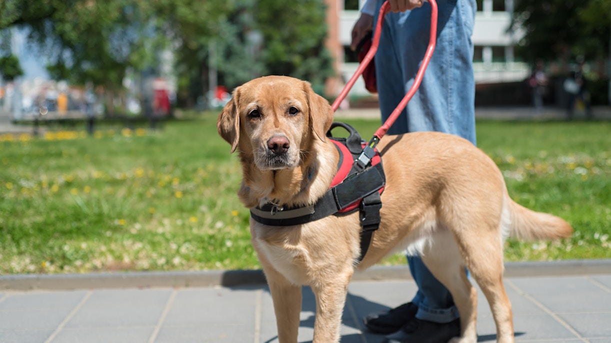 Guide dog assisting a blind man in a park.