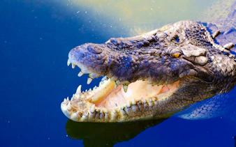 Crocodile with open mouth in Crocodile Park, Black River Gorges National Park, Mauritius.