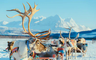 Reindeer Sledding & Sami Culture Guided Tour with Hot Drinks & Meal