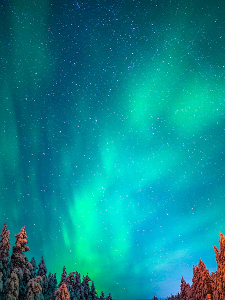 Northern Lights illuminating snowy trees in Rovaniemi, Finland.