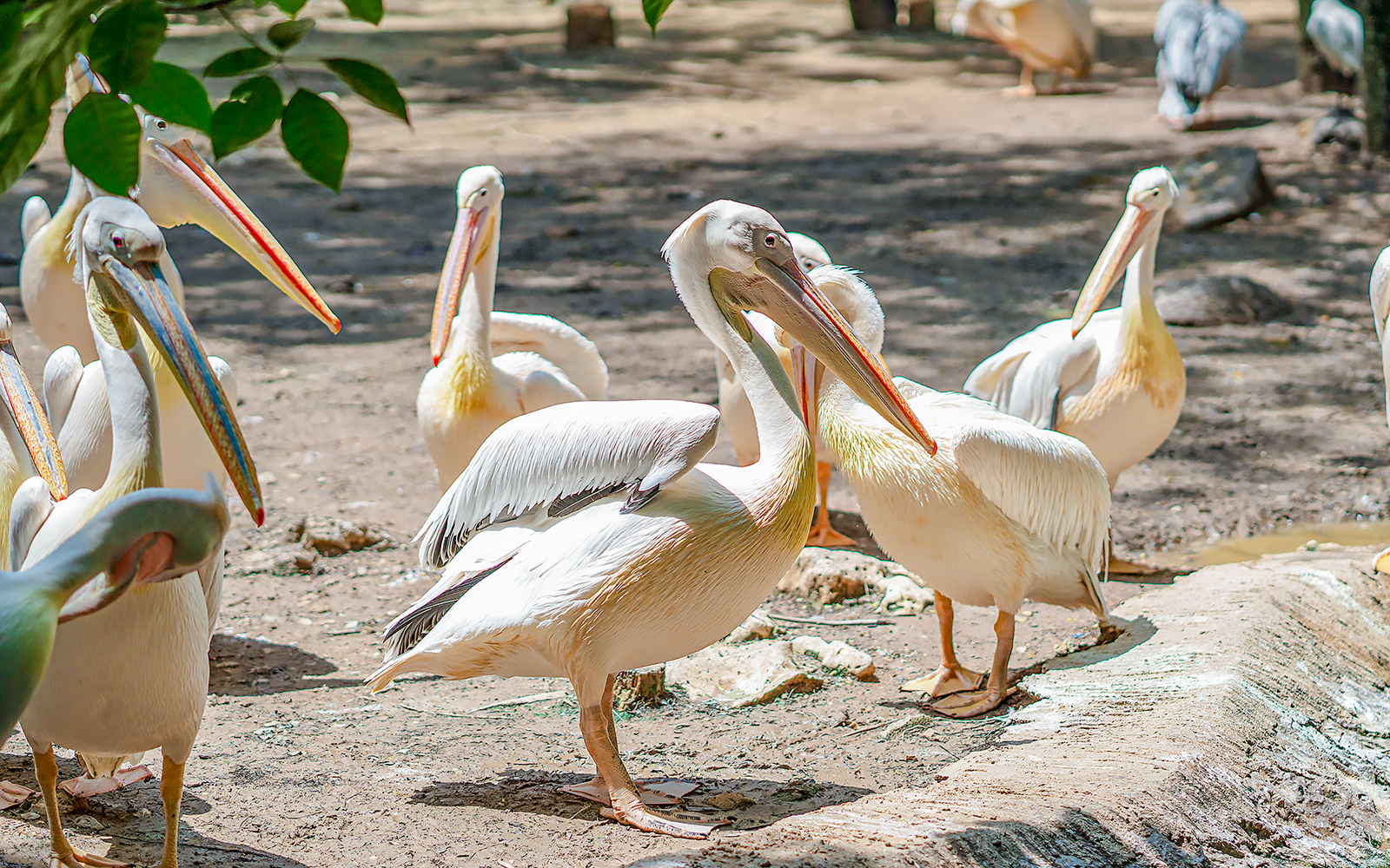 Pelicans gathered at Safari World, standing on a sandy area.