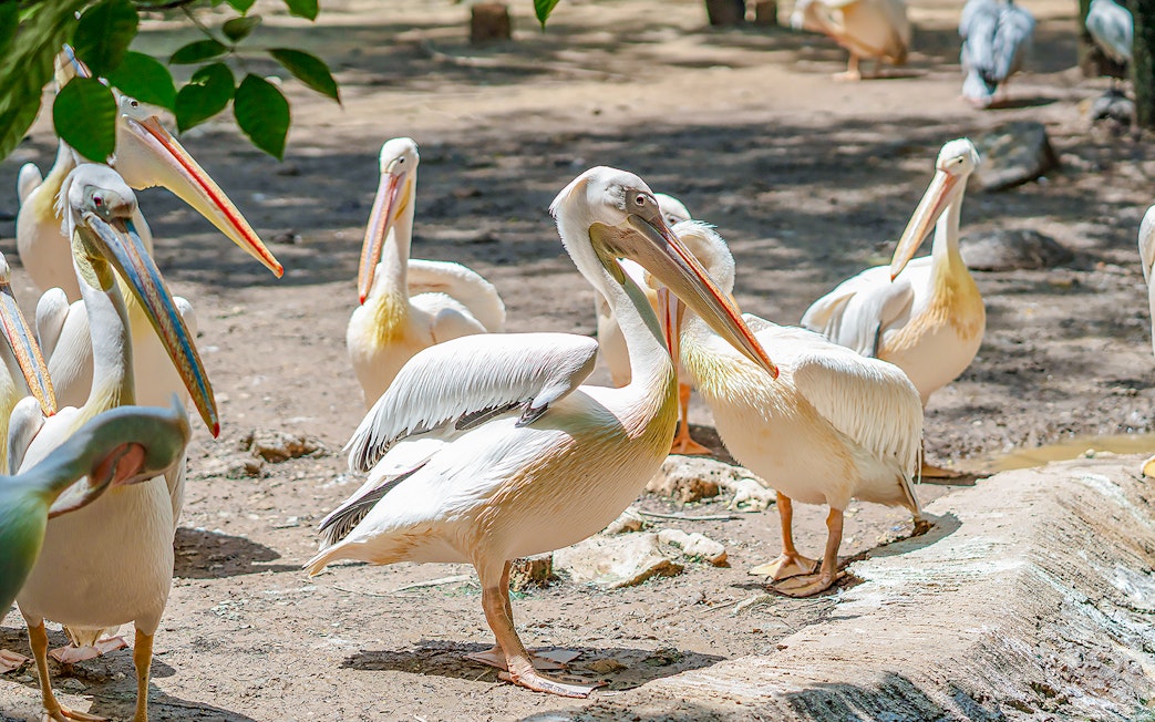 Pelicans gathered at Safari World, standing on a sandy area.
