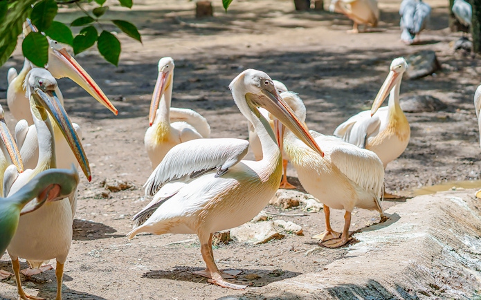 Pelicans gathered at Safari World, standing on a sandy area.