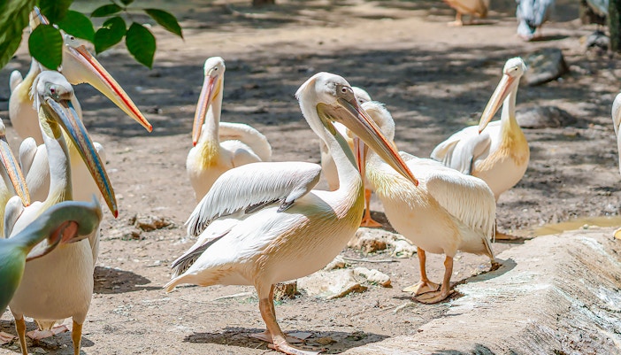 Pelicans gathered at Safari World, standing on a sandy area.