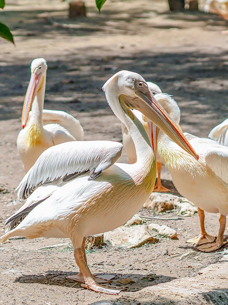 Pelicans gathered at Safari World, standing on a sandy area.