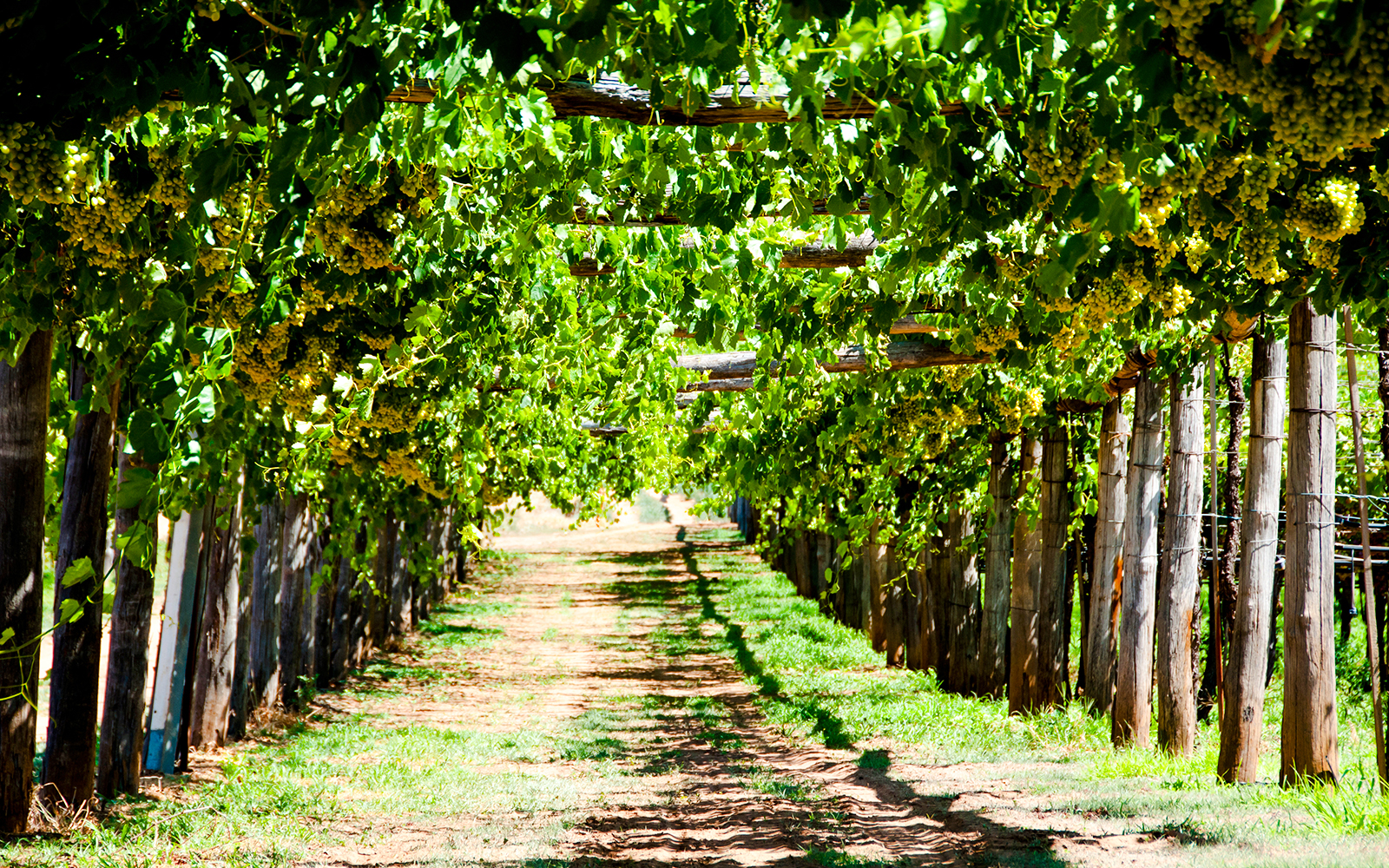 Vineyard rows with grapevines in Swan Valley, Perth, Australia.