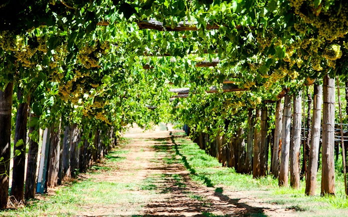 Vineyard rows with grapevines in Swan Valley, Perth, Australia.