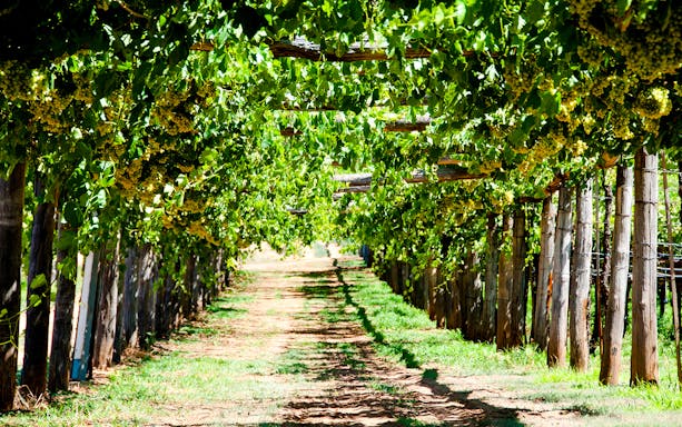 Vineyard rows with grapevines in Swan Valley, Perth, Australia.