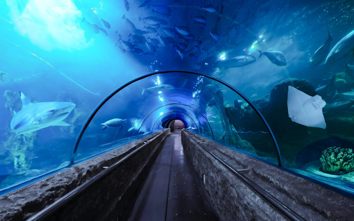 Tunnel with marine life at Sea World Ancol, featuring sharks and rays swimming overhead.