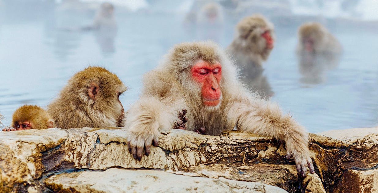 Snow Monkey Tours