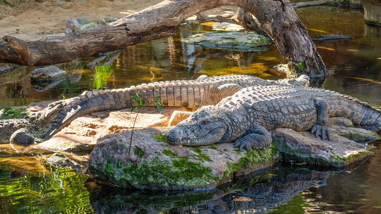 Crocodiles resting on rocks by water at Bioparc Fuengirola.