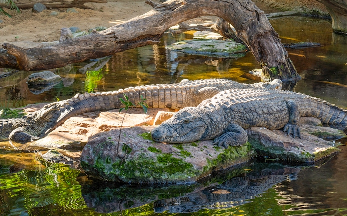 Crocodiles resting on rocks by water at Bioparc Fuengirola.