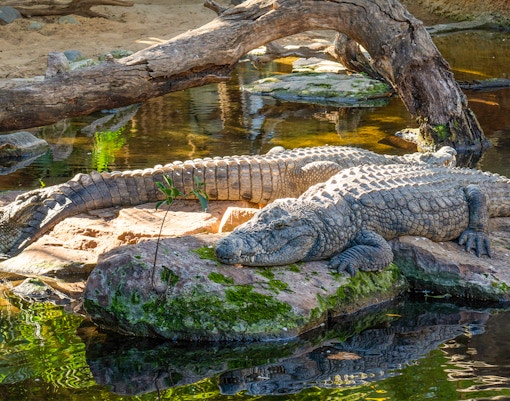 Crocodiles resting on rocks by water at Bioparc Fuengirola.