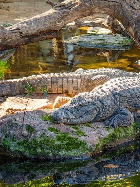 Crocodiles resting on rocks by water at Bioparc Fuengirola.