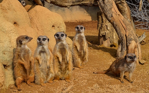 Meerkats standing on alert at Zoom Torino wildlife park.