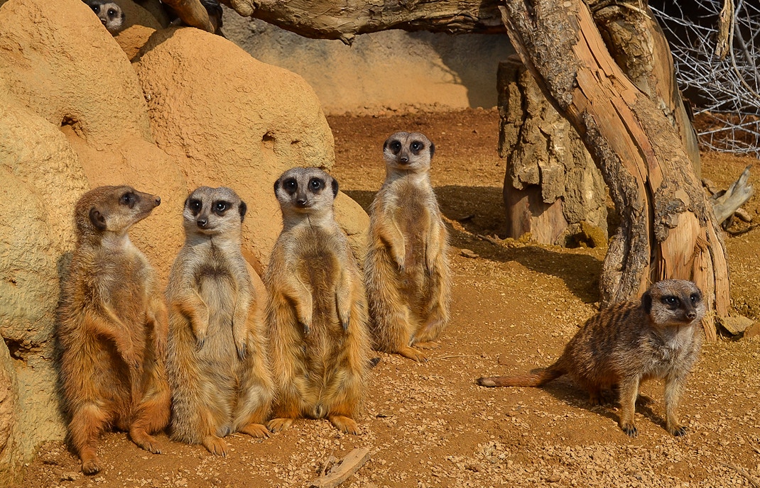 In un campo tendato africano