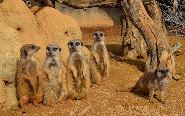 Meerkats standing on alert at Zoom Torino wildlife park.